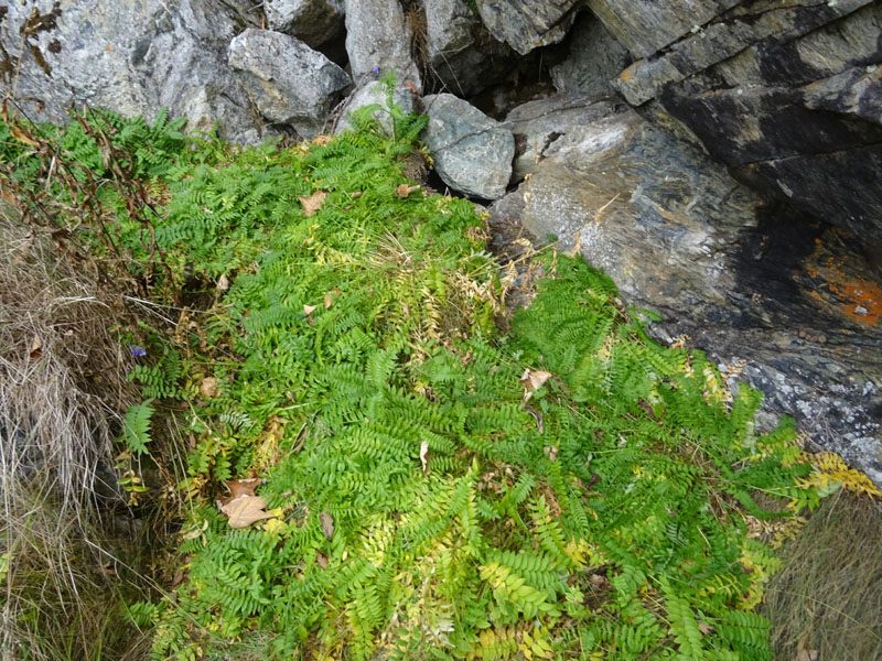 Polemonium caeruleum / Polemonio ceruleo